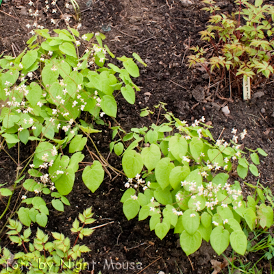 pubigerum