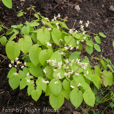 pubigerum