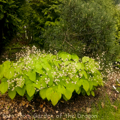 pubigerum