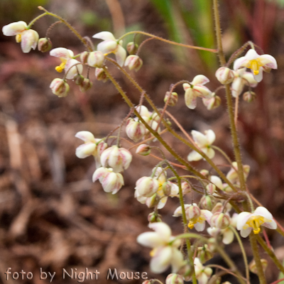 pubigerum