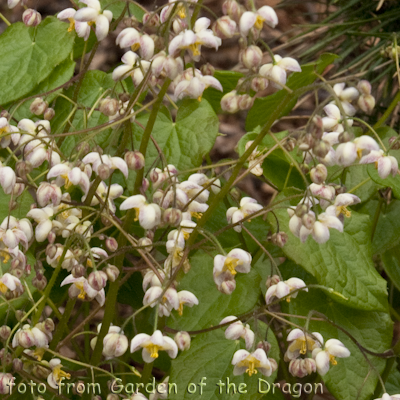 pubigerum