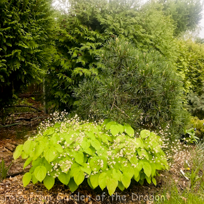 pubigerum