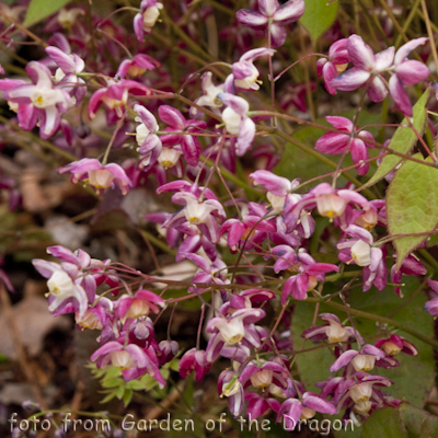 Rubrum