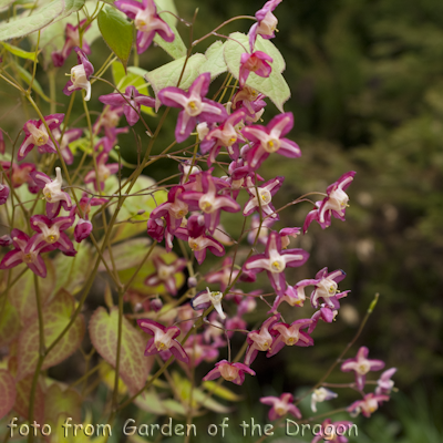 Rubrum