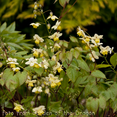 Sulphureum