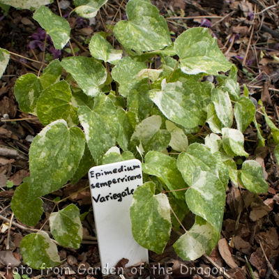 Variegated