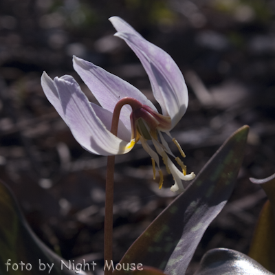 caucasicum