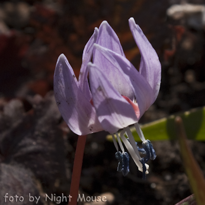Purple King