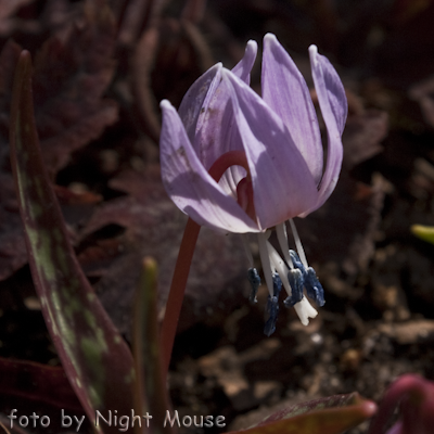 Purple King