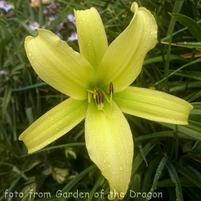Green Dragon
