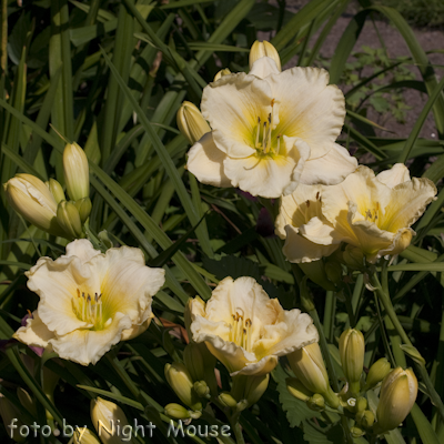 Moonlight Caress