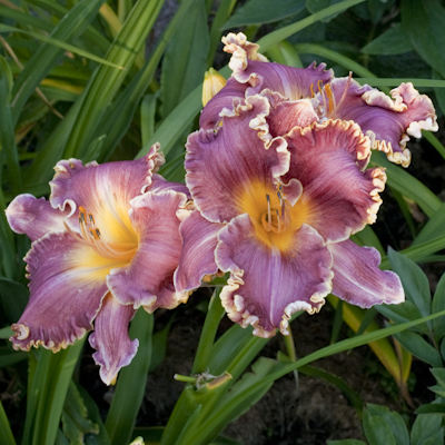 Spacecoast Royal Ransom