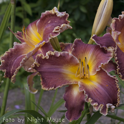 Spacecoast Royal Ransom