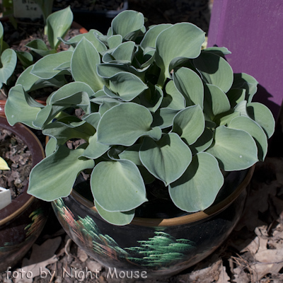 Blue Mouse Ears