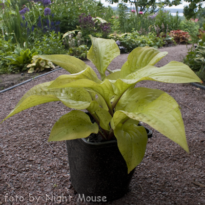 Lemon Ice