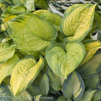 Stained Glass