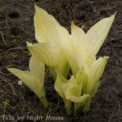 White Feather