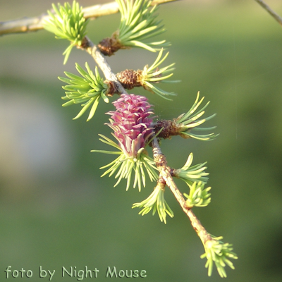 larix