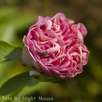 Carnation Bouquet