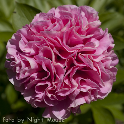 Carnation Bouquet