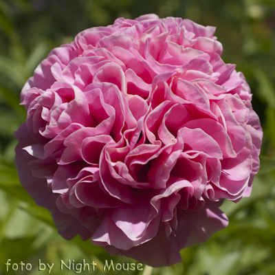 Carnation Bouquet