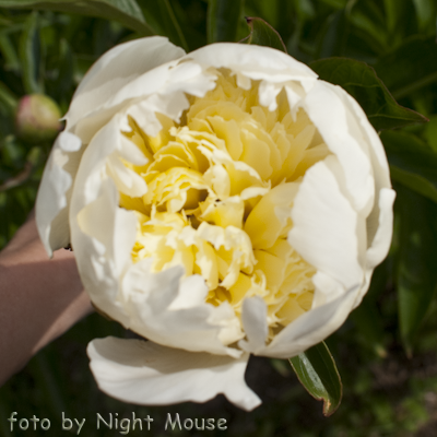 Charle`s White