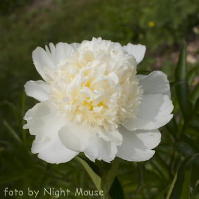Charle`s White