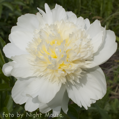 Charle`s White