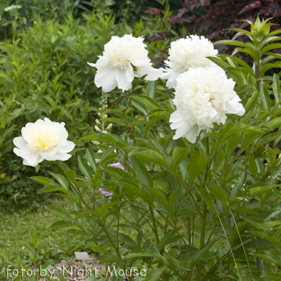 Charle`s White