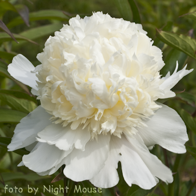 Charle`s White