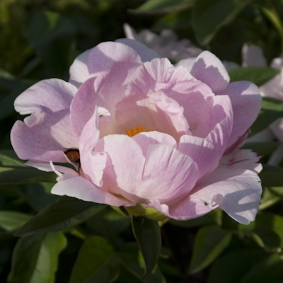 Chiffon Clouds