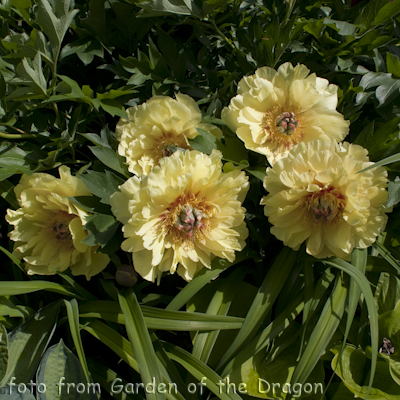 Garden Treasure