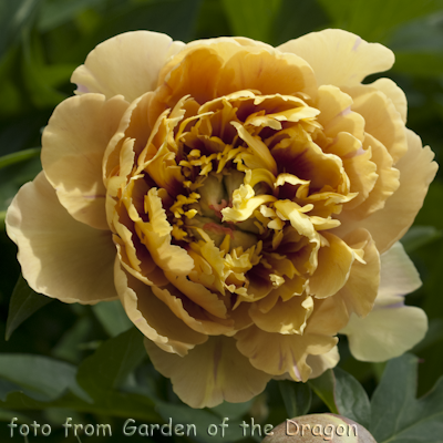 Garden Treasure