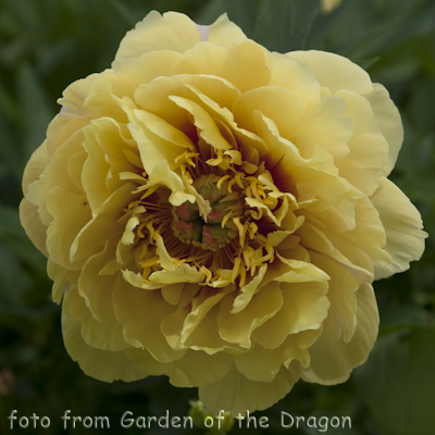 Garden Treasure