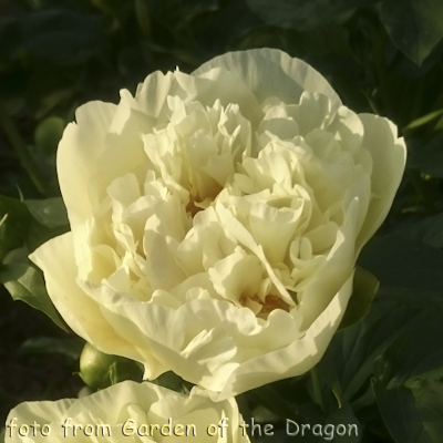 Lemon Chiffon
