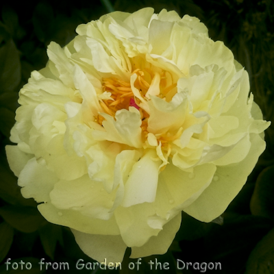 Lemon Chiffon