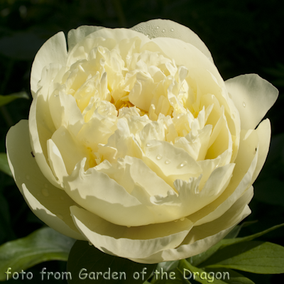 Lemon Chiffon