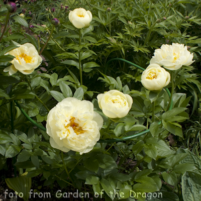 Lemon Chiffon