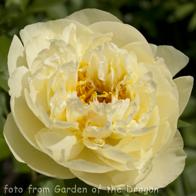 Lemon Chiffon
