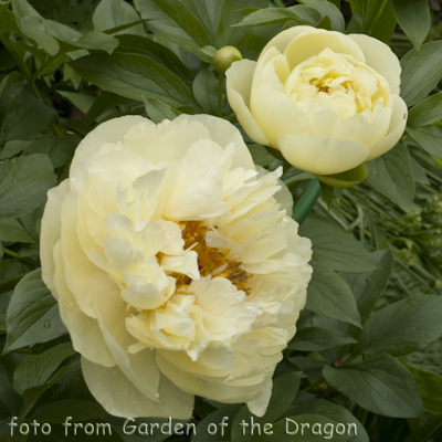 Lemon Chiffon