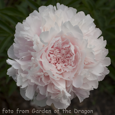 Madame Rose Rendatter