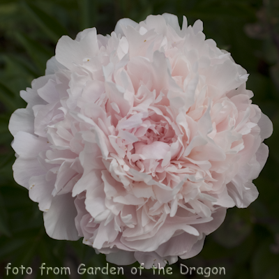 Madame Rose Rendatter