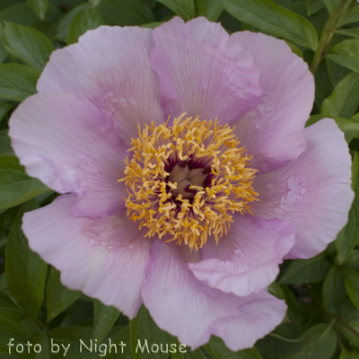 Mai Fleuri
