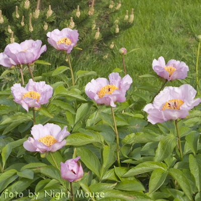 Mai Fleuri