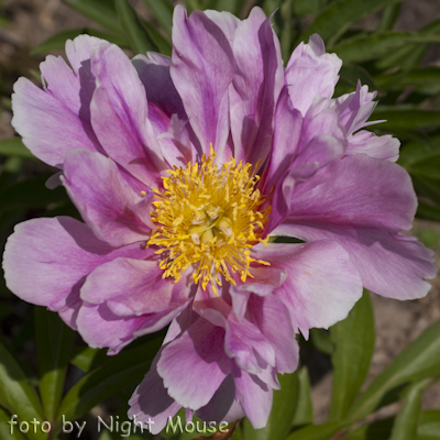Pink Firefly