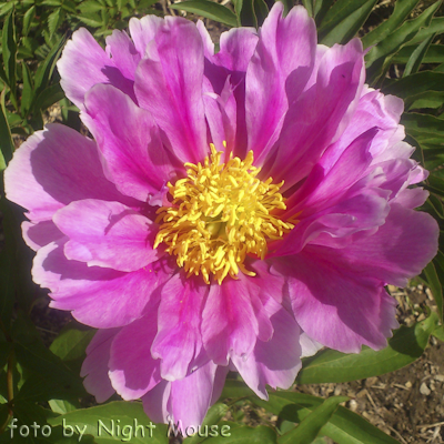 Pink Firefly