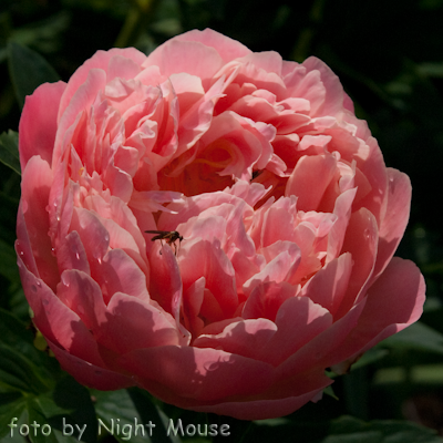 Pink Hawaiian Coral