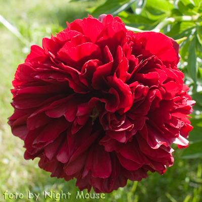 Red Charm