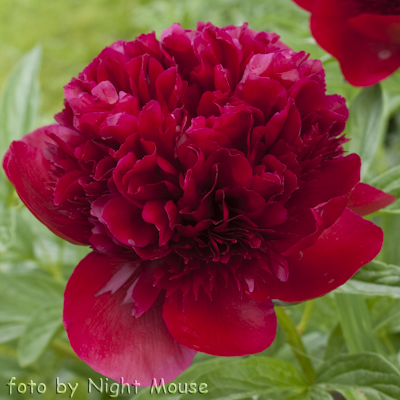 Red Charm