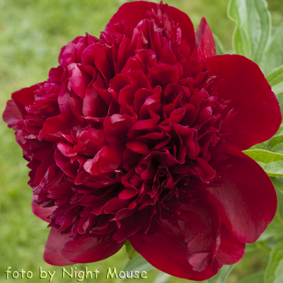 Red Charm